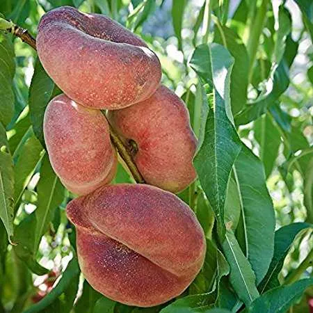 Peach Tree Leaf Absolute Oil